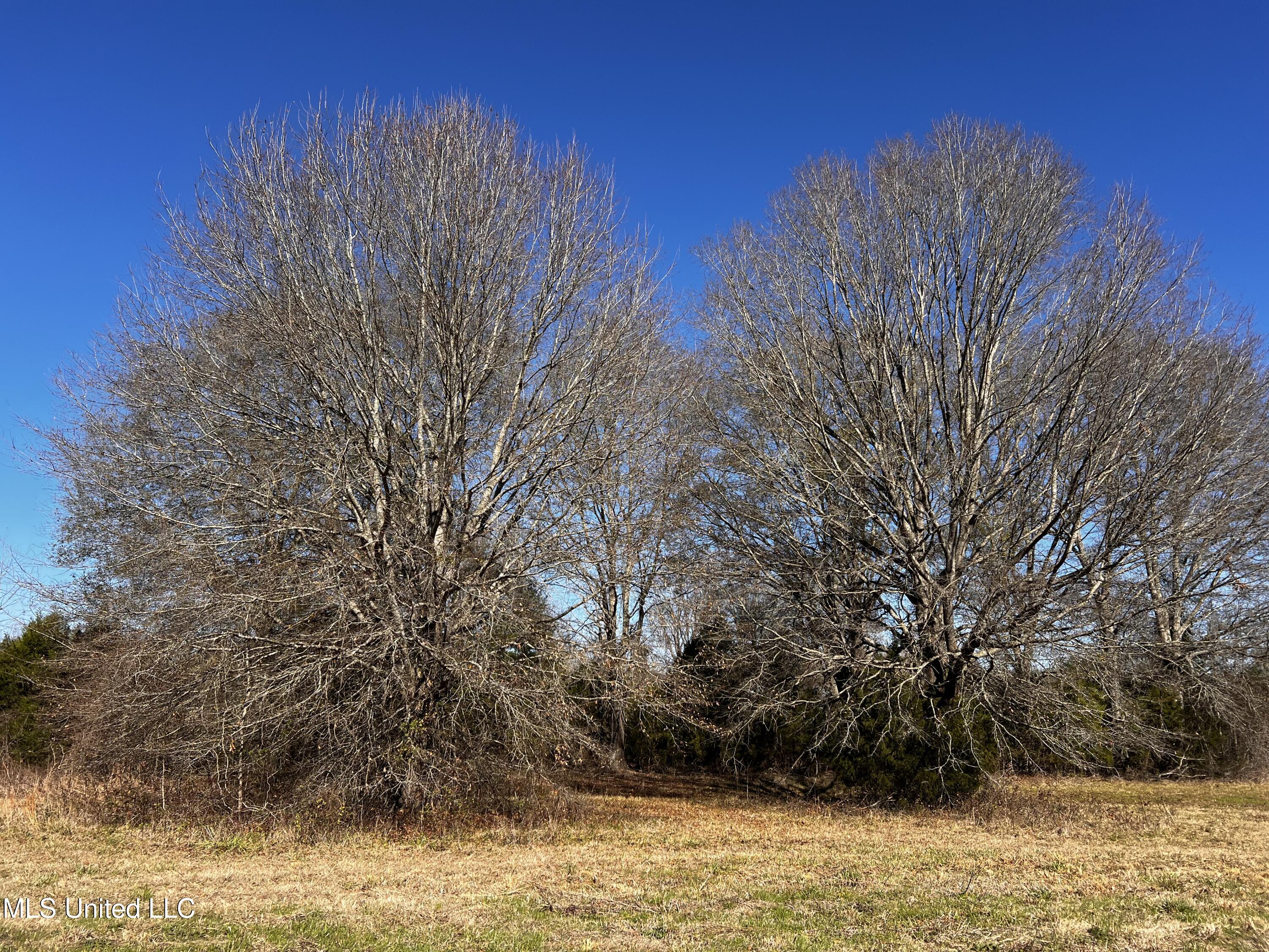 0 Hanks Trial Trail Flora, MS 39071 - Photo 10 of 20 IMG_0820