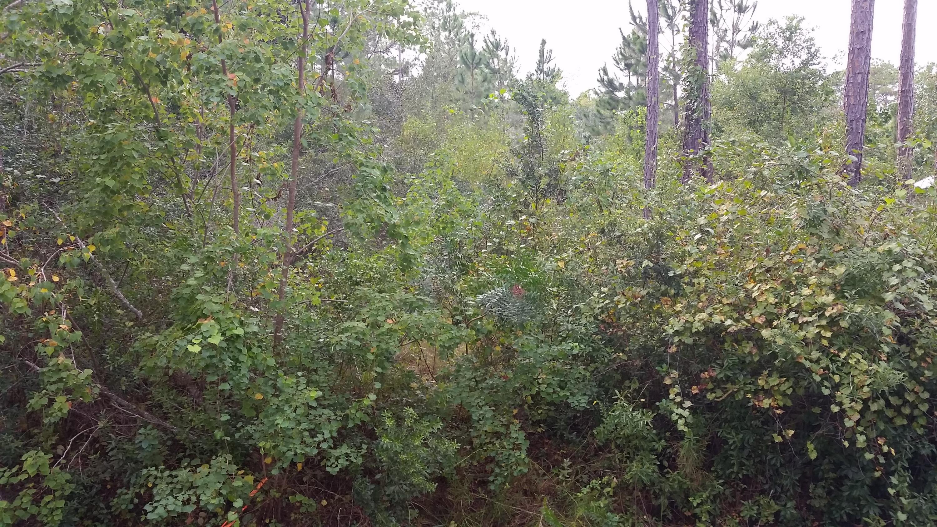 Lot 3 4th (block 75) Street Santa Rosa Beach, FL 32459 - Photo 3 of 8 a view of a forest with trees and bushes