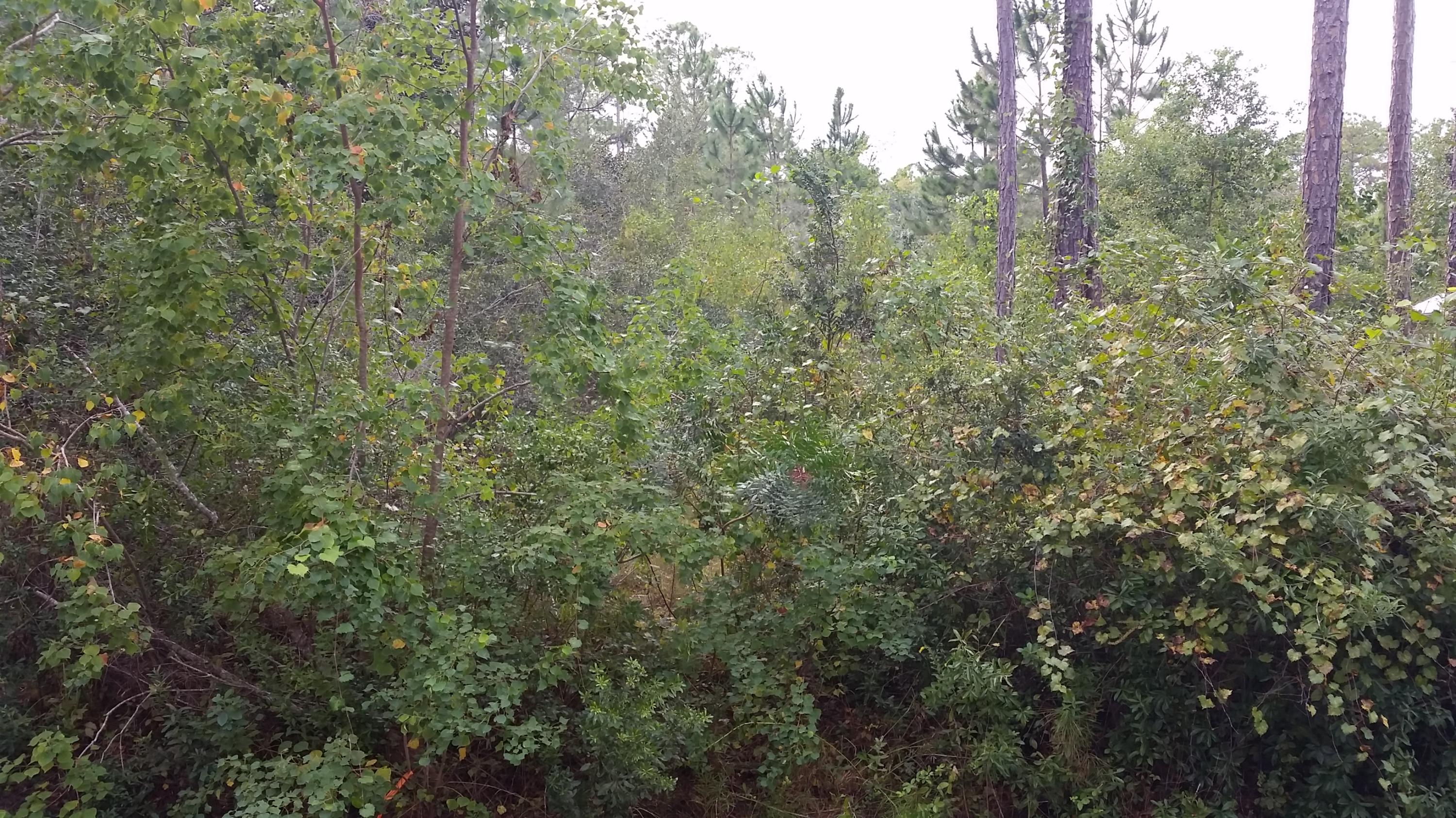 Lot 3 4th (block 75) Street Santa Rosa Beach, FL 32459 - Photo 6 of 8 a view of a forest with trees and houses