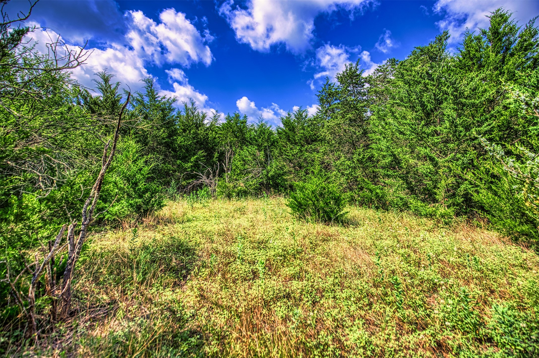 Lot 6 Wonder Hill Road Chappell Hill, TX 77426 - Photo 5 of 16 a view of a large yard with lots of green space