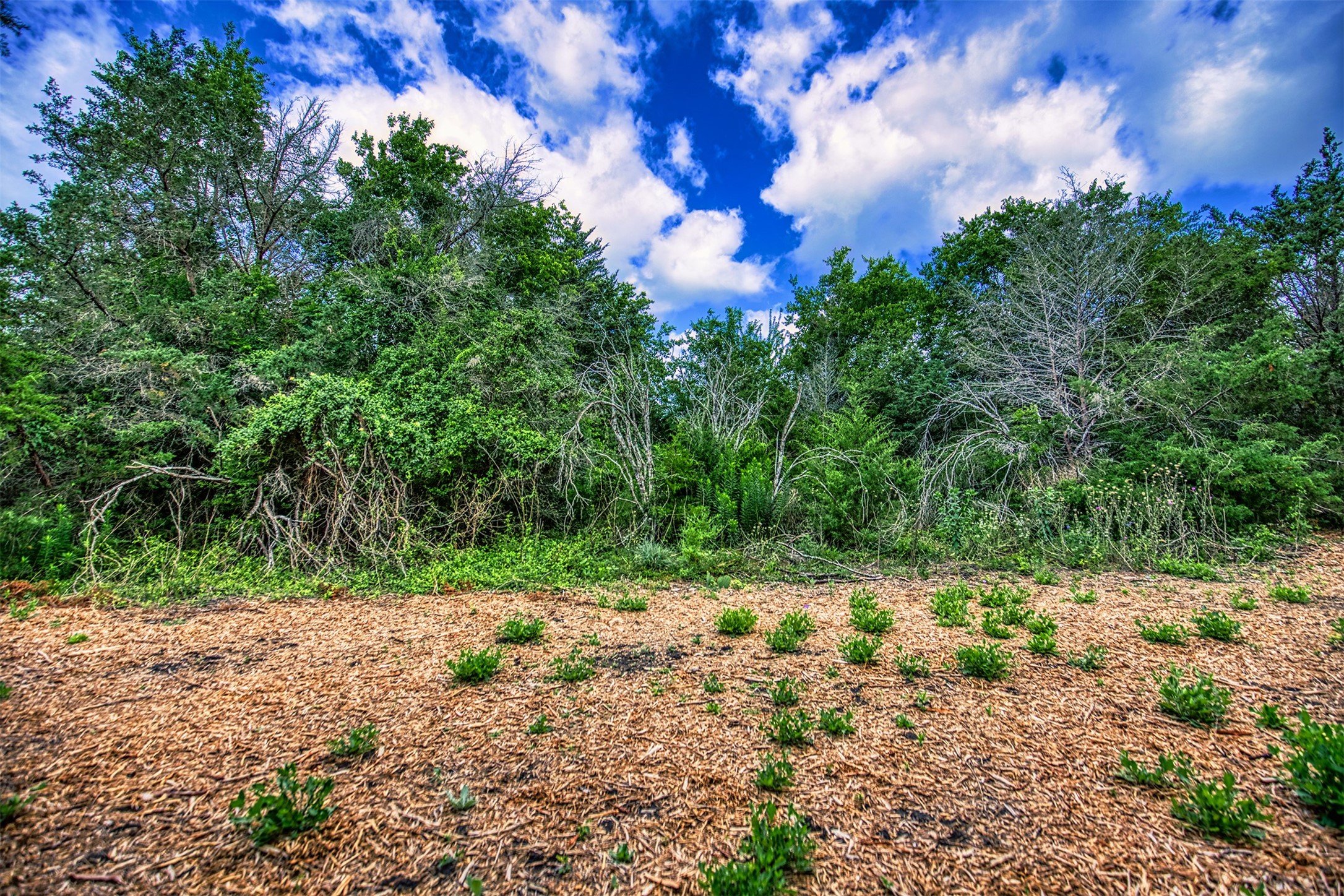 Lot 6 Wonder Hill Road Chappell Hill, TX 77426 - Photo 7 of 16 a view of a yard with a tree