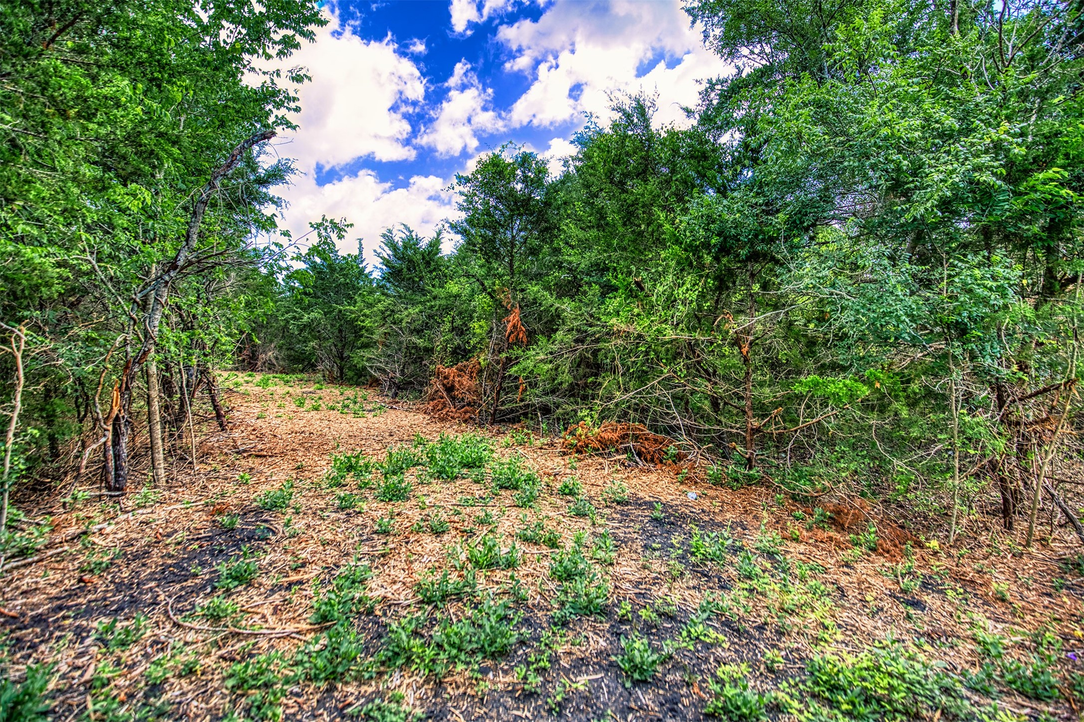 Lot 6 Wonder Hill Road Chappell Hill, TX 77426 - Photo 8 of 16 a backyard of a house with lots of green space