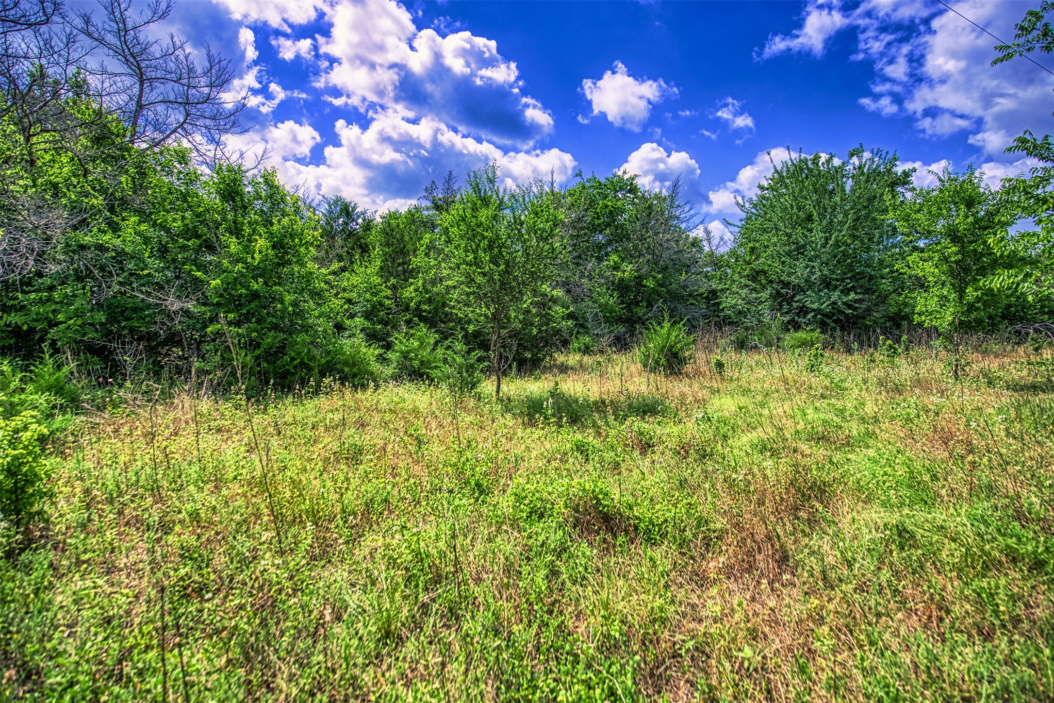 Lot 6 Wonder Hill Road Chappell Hill, TX 77426 - Photo 9 of 16 a view of a garden