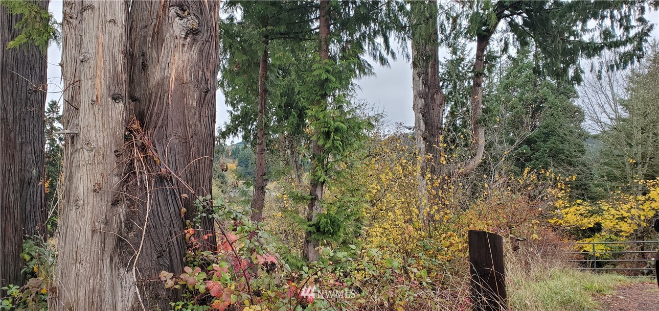 2701 Allen Street Kelso, WA 98626 - Photo 12 of 26 a view of a yard with plants and large trees