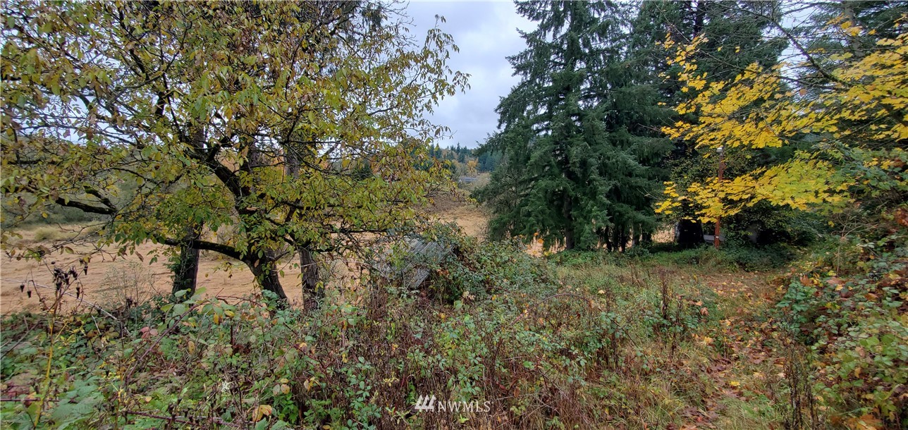 2701 Allen Street Kelso, WA 98626 - Photo 15 of 26 a view of a forest