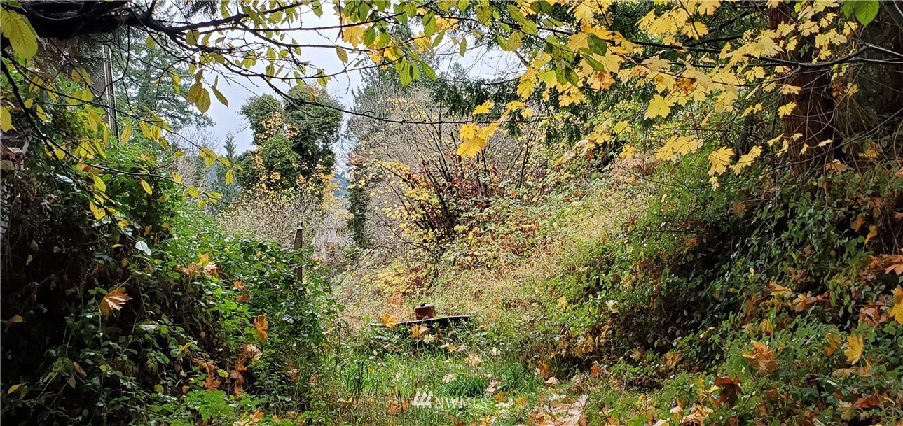2701 Allen Street Kelso, WA 98626 - Photo 19 of 26 a view of a tree