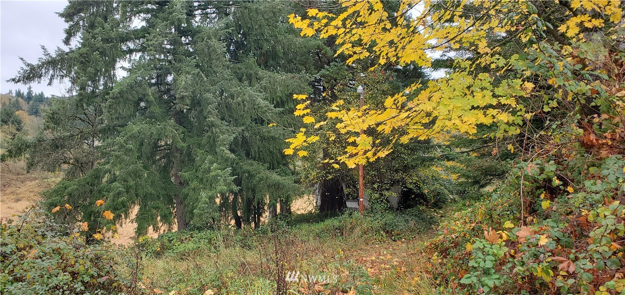 2701 Allen Street Kelso, WA 98626 - Photo 20 of 26 a view of a tree