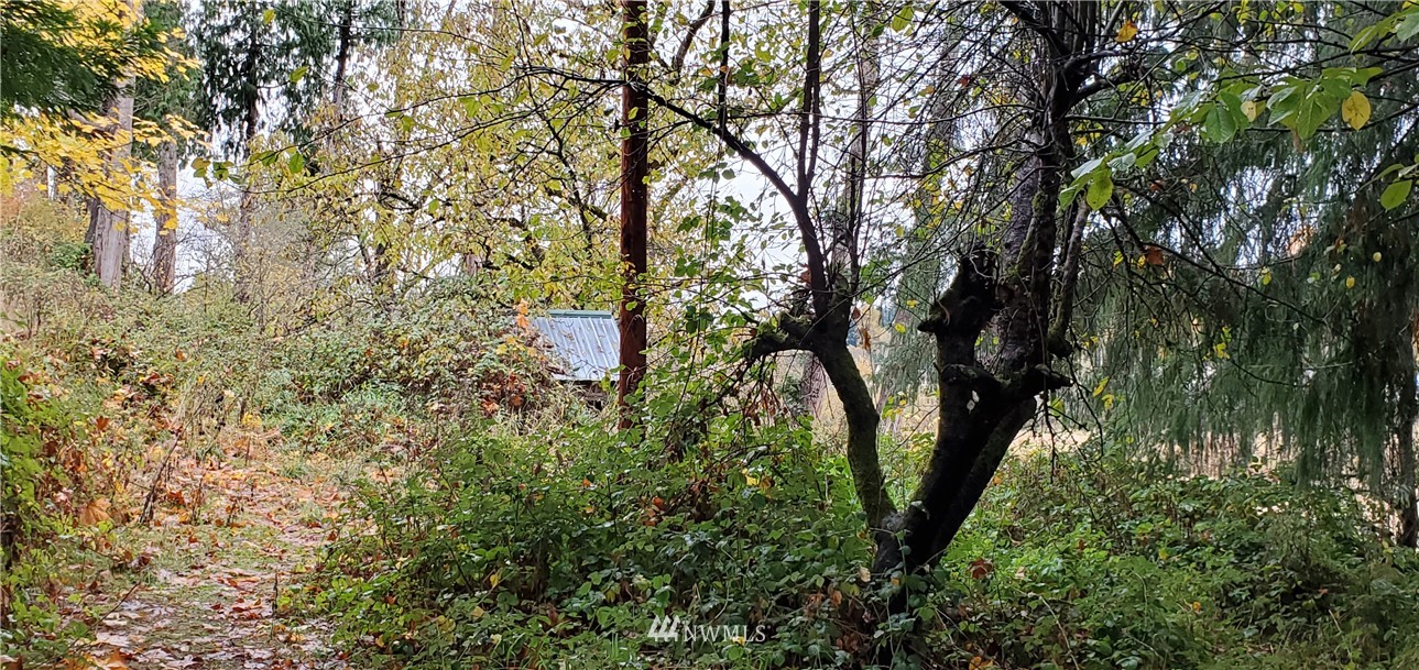 2701 Allen Street Kelso, WA 98626 - Photo 4 of 26 a view of tree