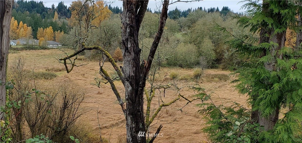 2701 Allen Street Kelso, WA 98626 - Photo 7 of 26 a view of a yard with plants and trees