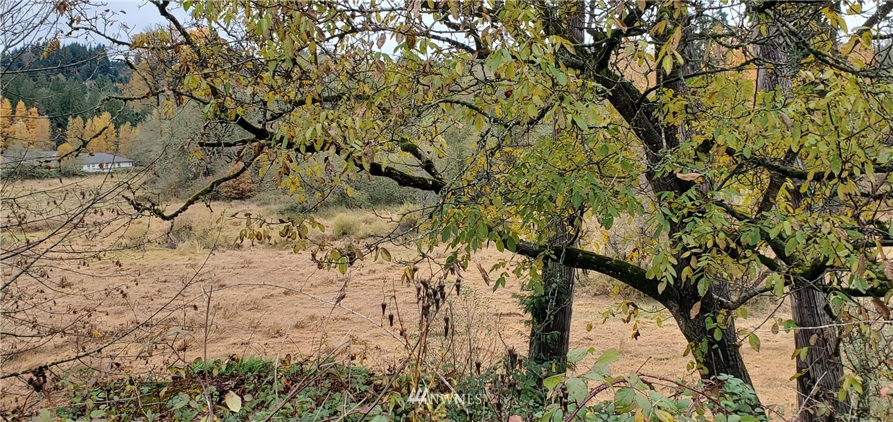 2701 Allen Street Kelso, WA 98626 - Photo 8 of 26 a view of tree