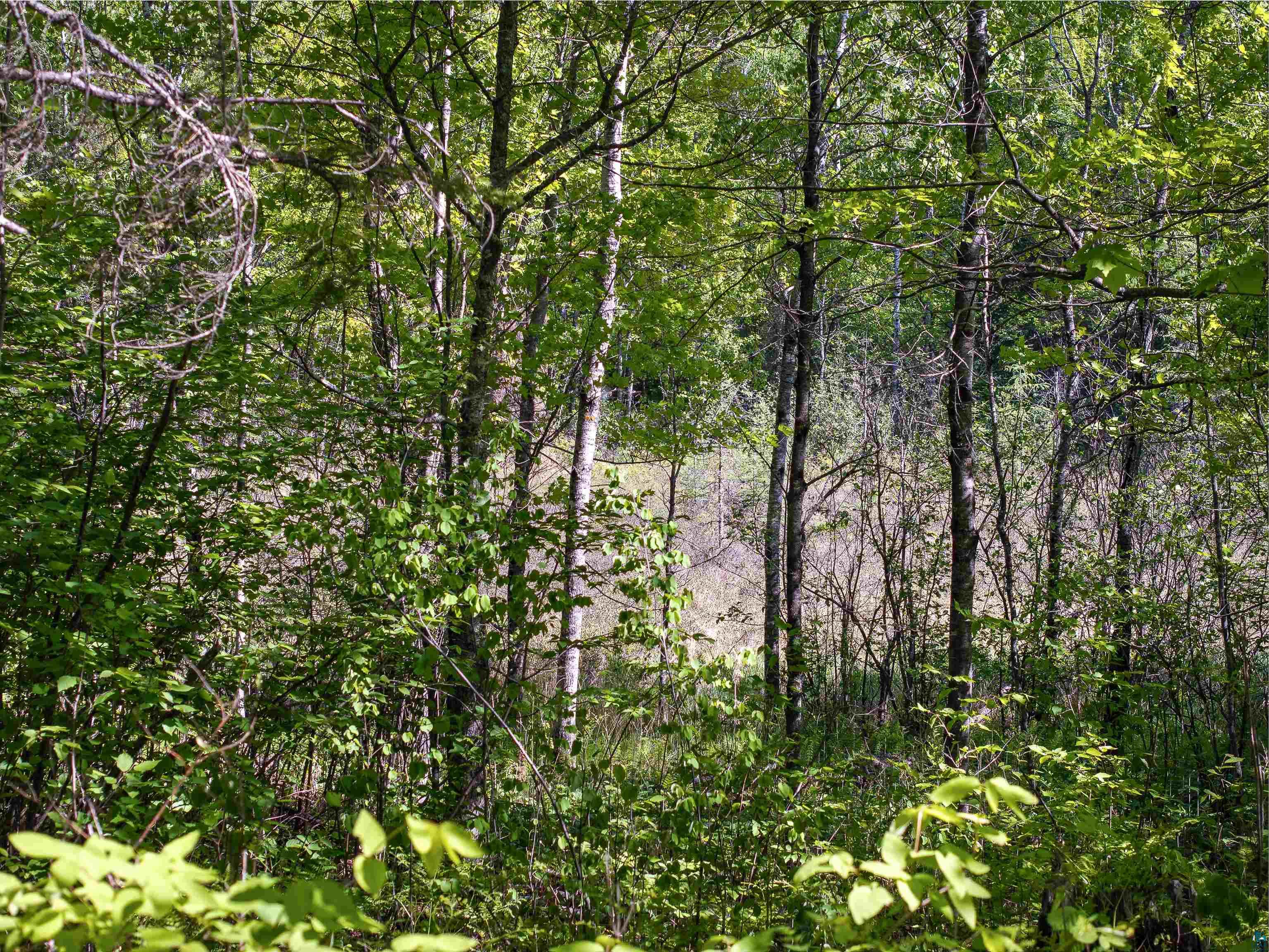 9064 Peppard Road Britt, MN 55710 - Photo 30 of 40 Dense woodland area featuring a variety of deciduous trees, lush green foliage, and natural undergrowth