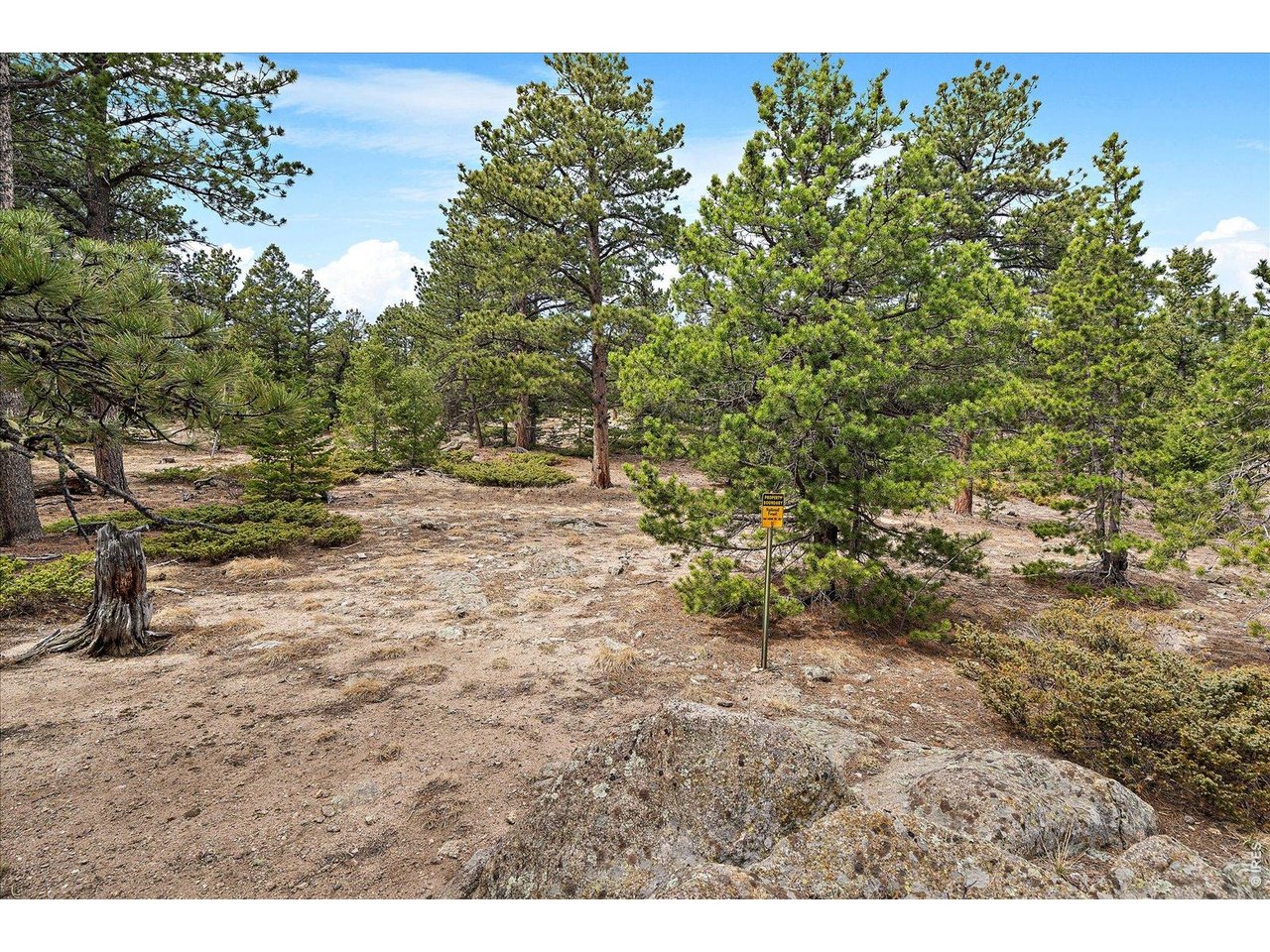 902 Rock Lake Road Ward, CO 80481 - Photo 23 of 32 a view of a dry yard with trees