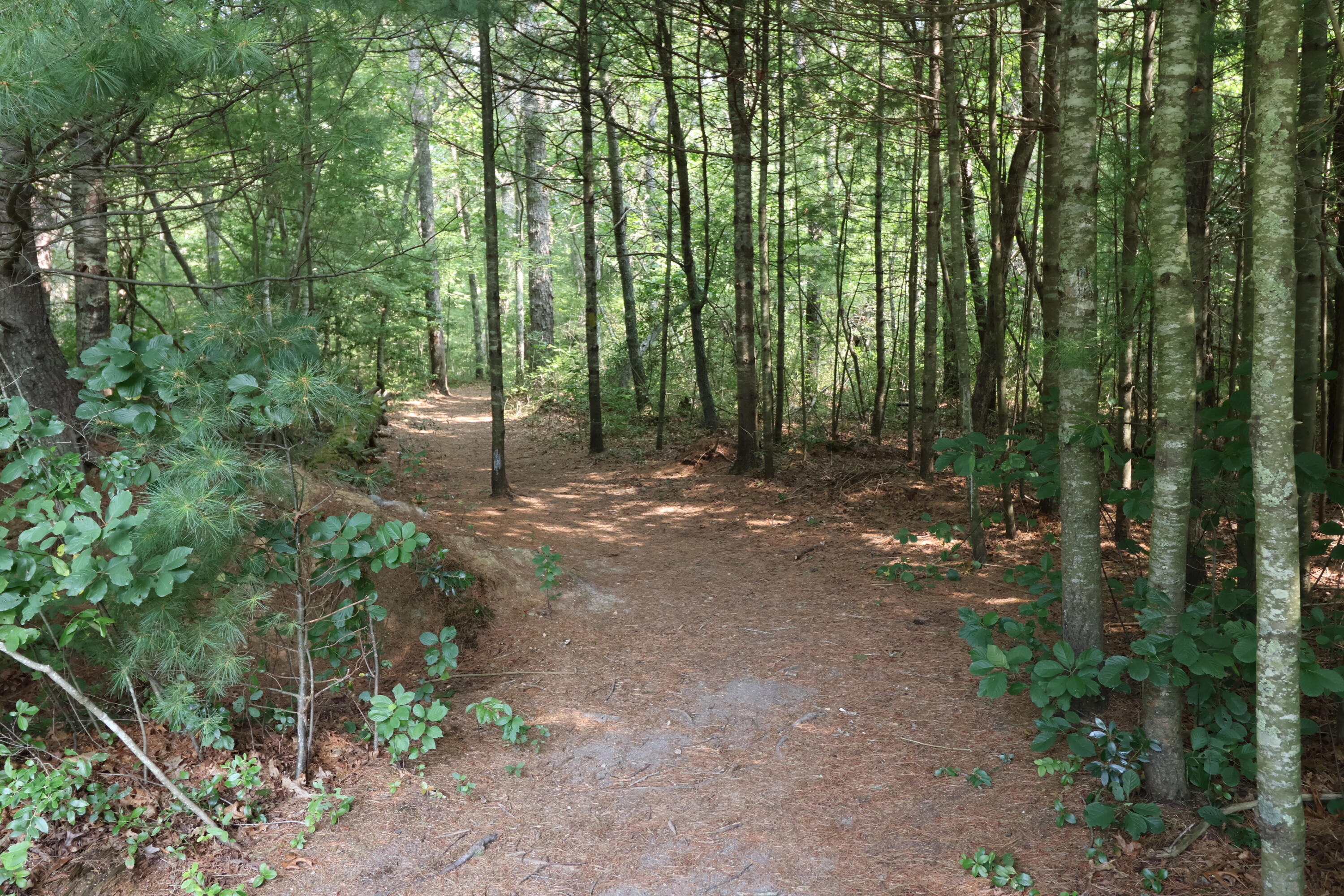 635 Lumbert Mill Road Centerville, MA 02632 - Photo 40 of 41 IMG_9242