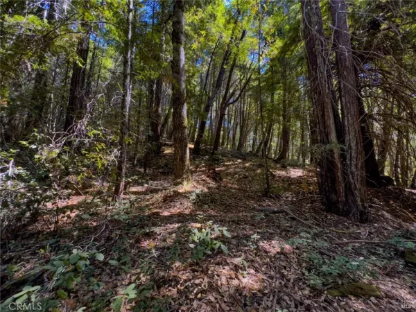 a view of a forest with trees