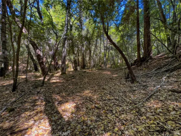 a view of outdoor space with trees