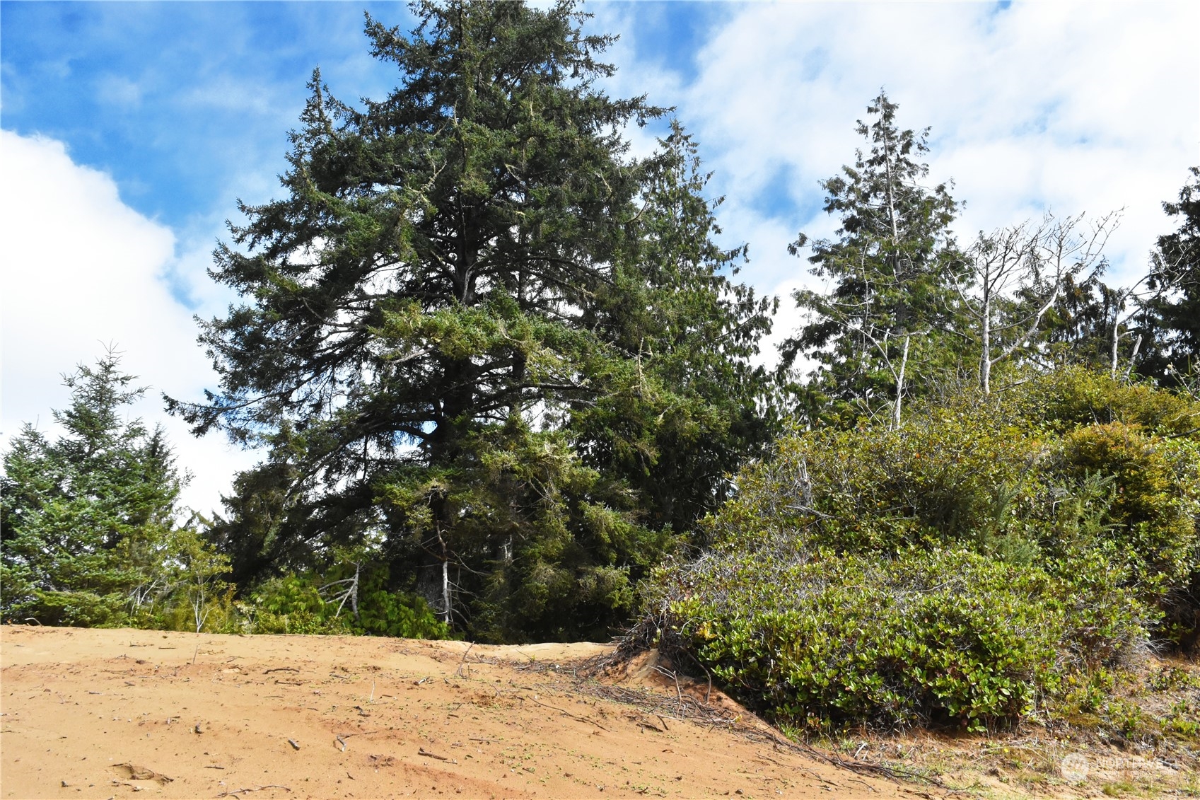 2917 Oysterville Road Oysterville, WA 98641 - Photo 4 of 20 Gallery Image 4