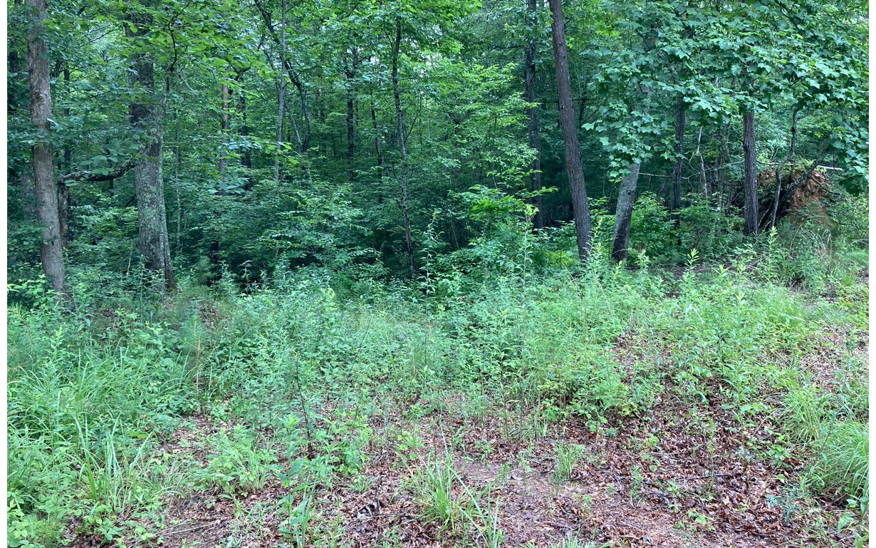 0 Mouse Crk Trail Murphy, NC 28906 - Photo 3 of 6 Additional View