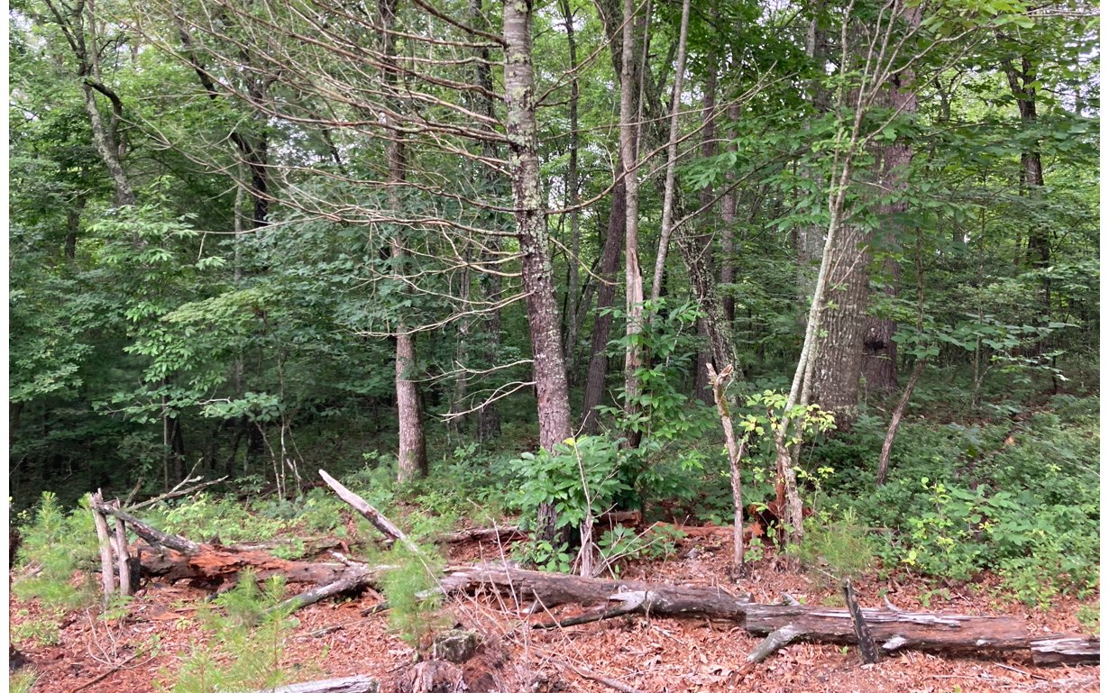 0 Mouse Crk Trail Murphy, NC 28906 - Photo 4 of 6 Additional View