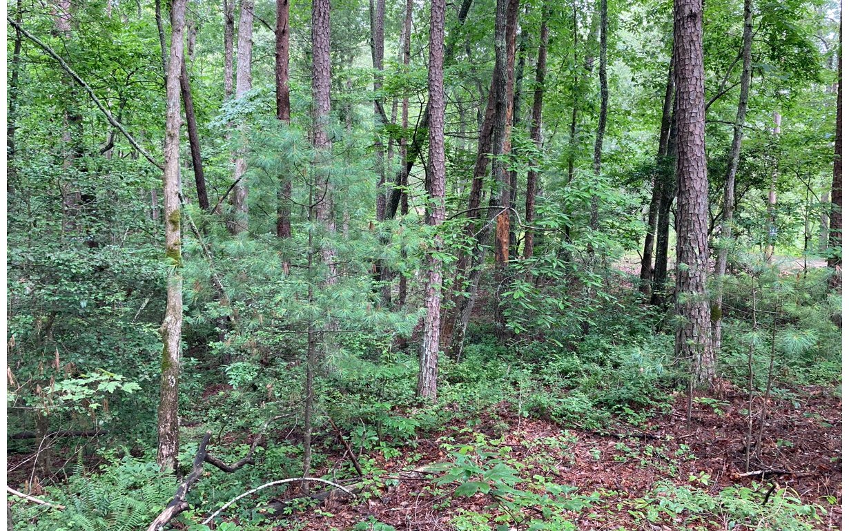 0 Mouse Crk Trail Murphy, NC 28906 - Photo 5 of 6 Additional View