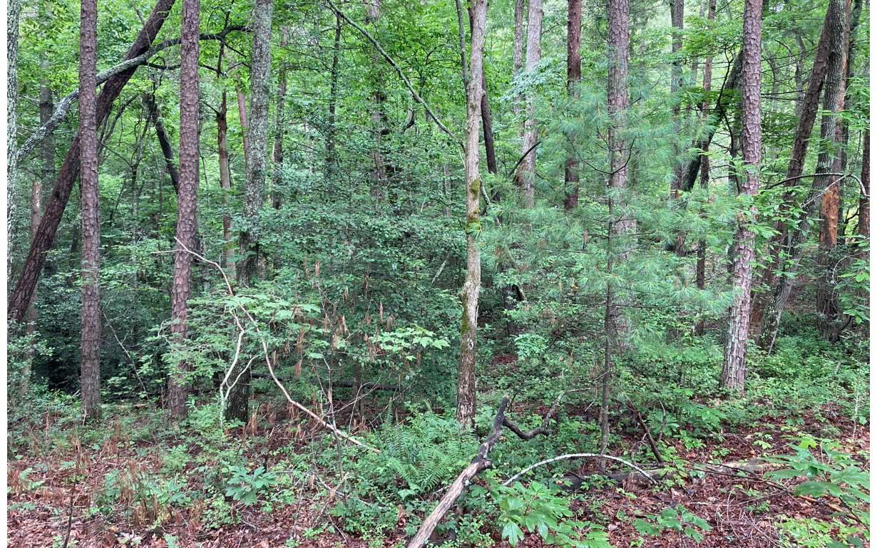 0 Mouse Crk Trail Murphy, NC 28906 - Photo 6 of 6 Additional View