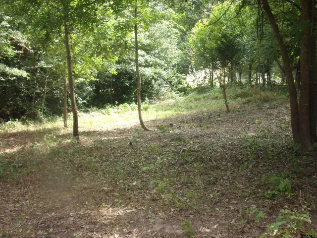a view of open space with lots of trees