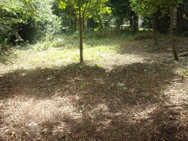 a view of a yard with a tree