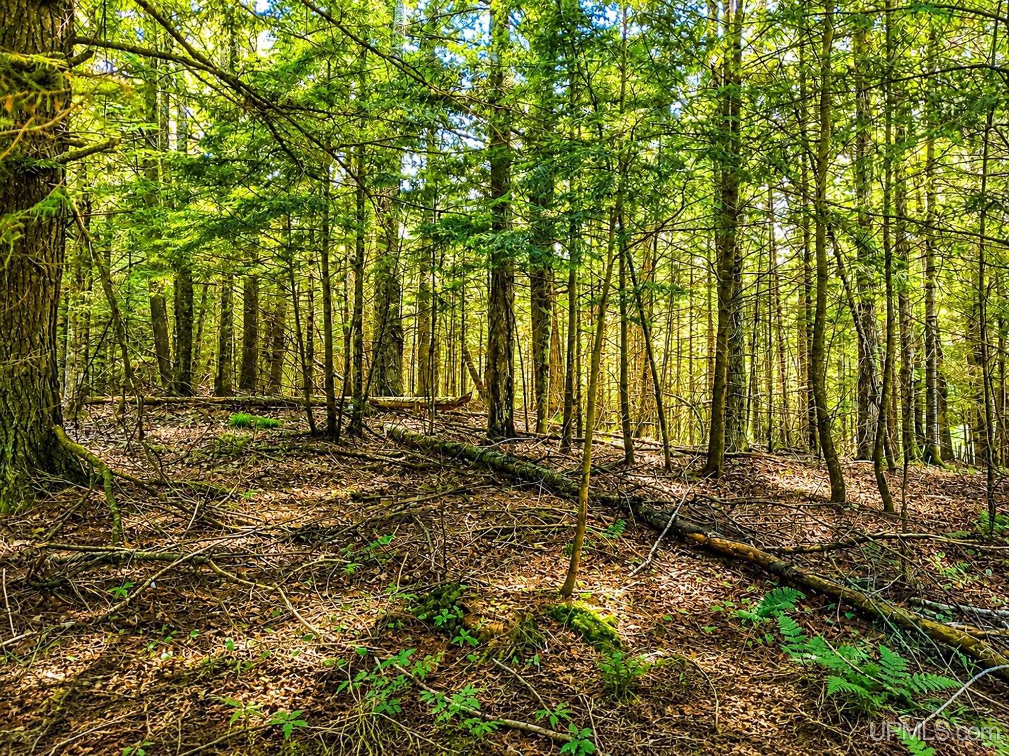 Lot 4 State Line Lake Road East Marenisco, MI 49947 - Photo 5 of 16