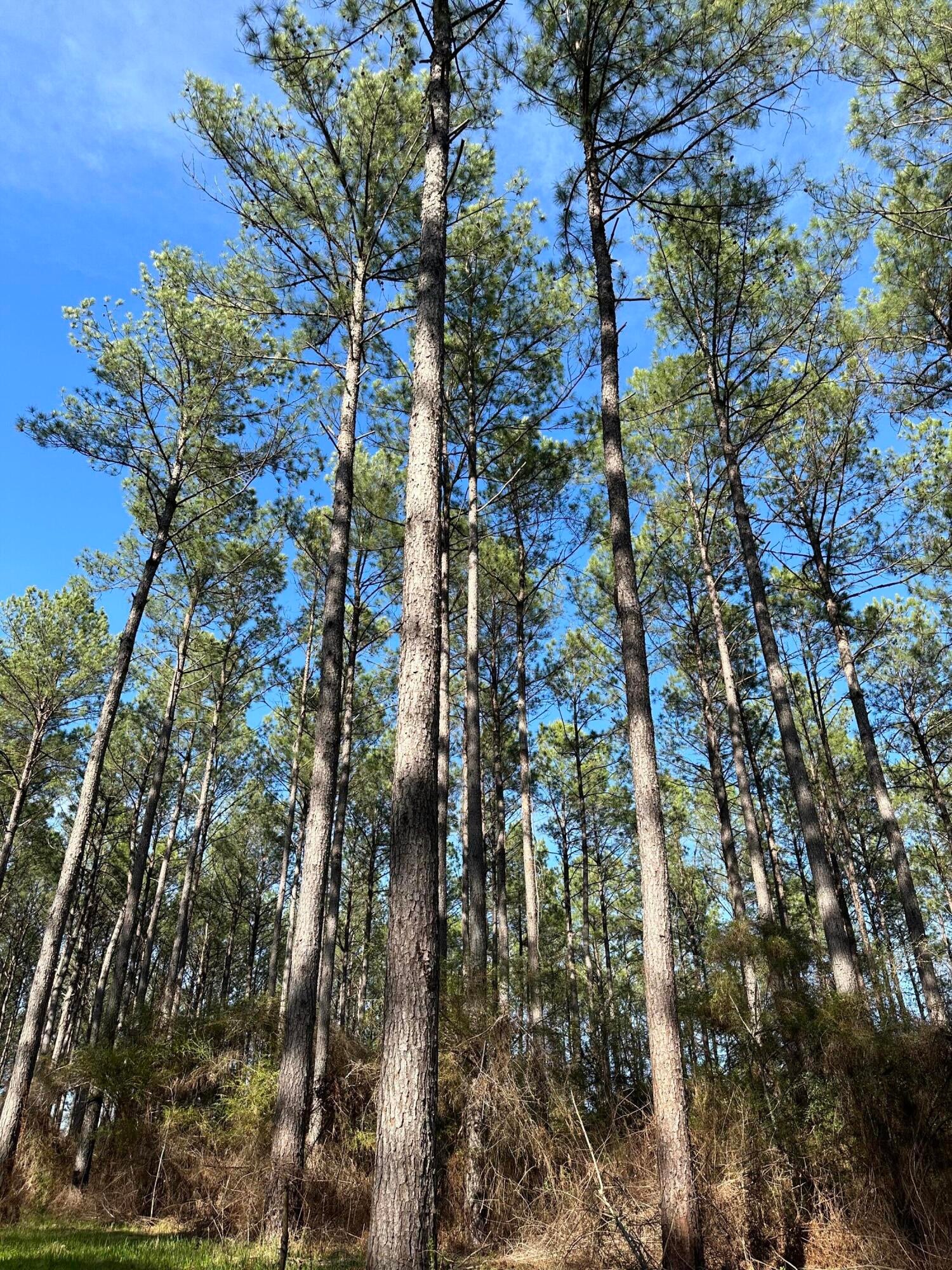 0 Hwy 13/ Percy Bates Road Oak Vale, MS 39656 - Photo 1 of 1 Gallery Image 1
