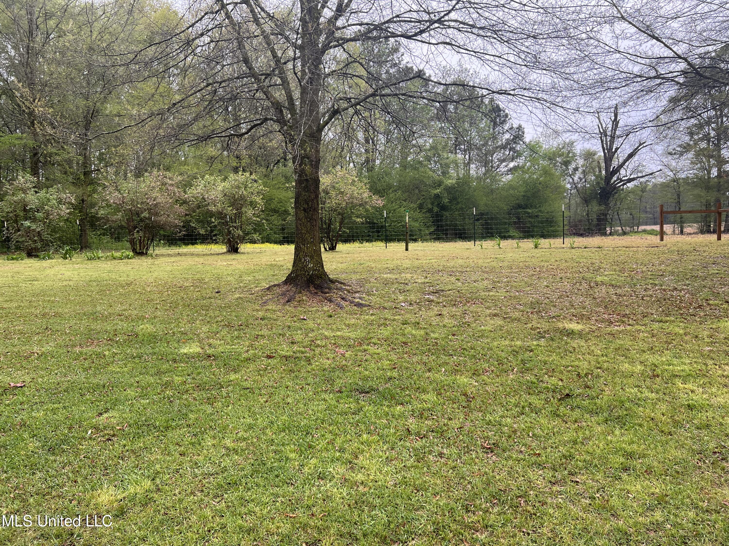 1031 Rocky Point Road Carthage, MS 39051 - Photo 17 of 19 RockyPointbackyard
