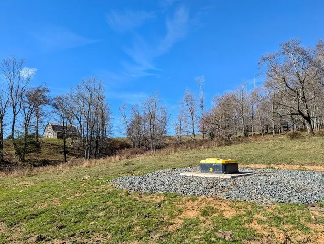 a view of a yard covered with tall trees