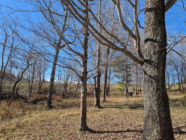 a view of a large tree with lawn chairs and a fire pit