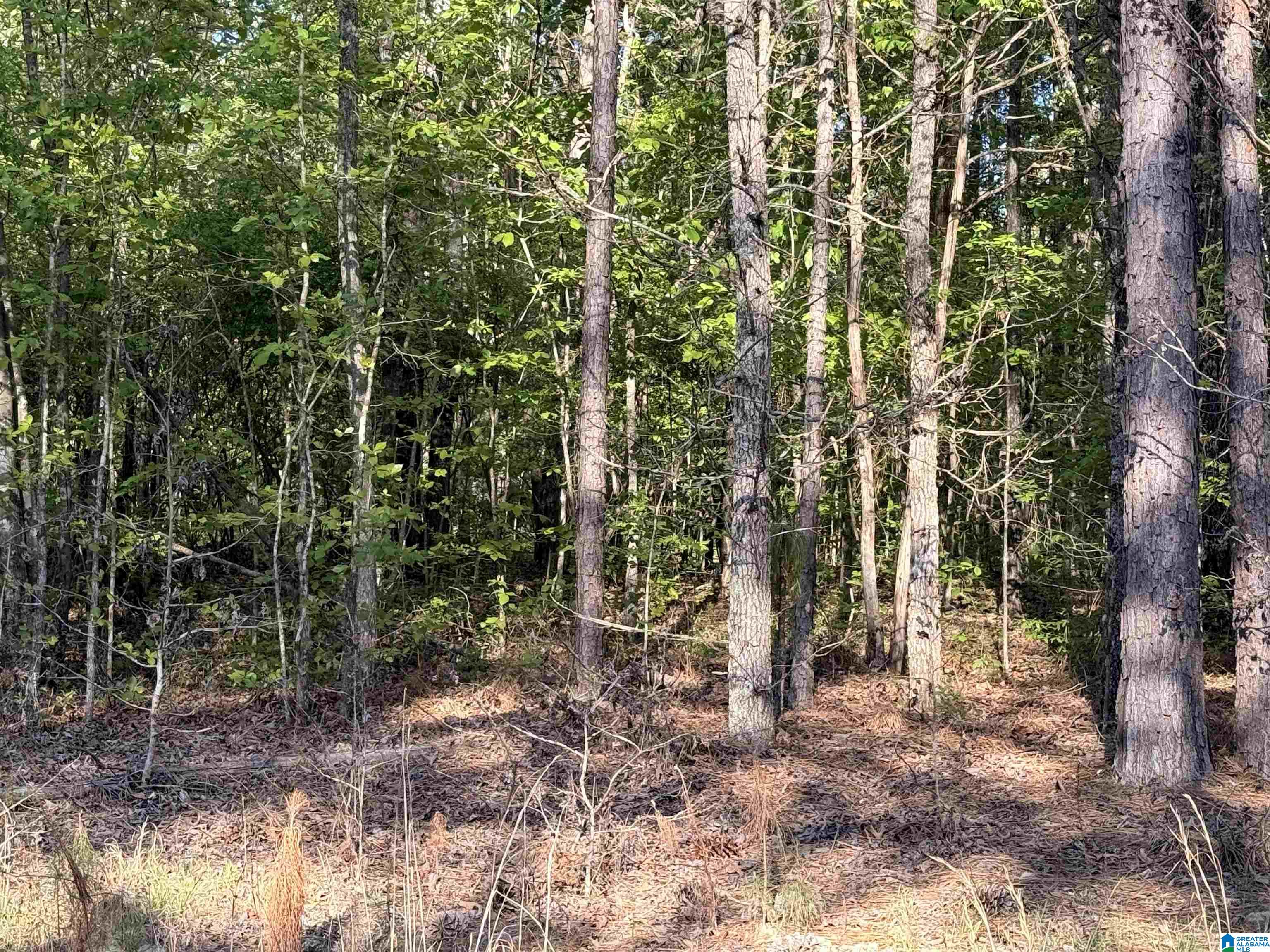 0 Piney Woods Road, Unit 3 Vincent, AL 35178 - Photo 10 of 16