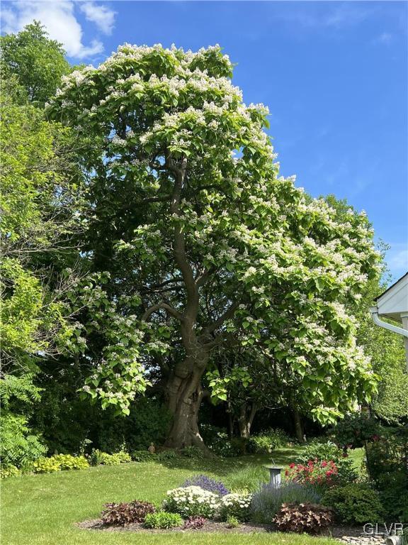 2 Kelso Ridge Easton, PA 18045 - Photo 23 of 24 Catawba tree