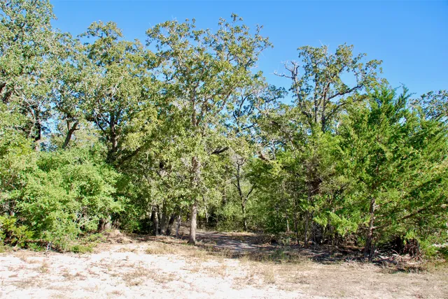 a view of a tree with a tree in the background