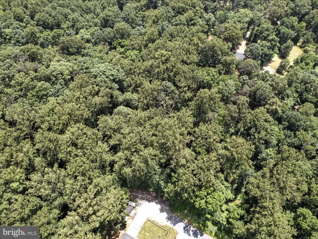 a view of a forest with a toilet