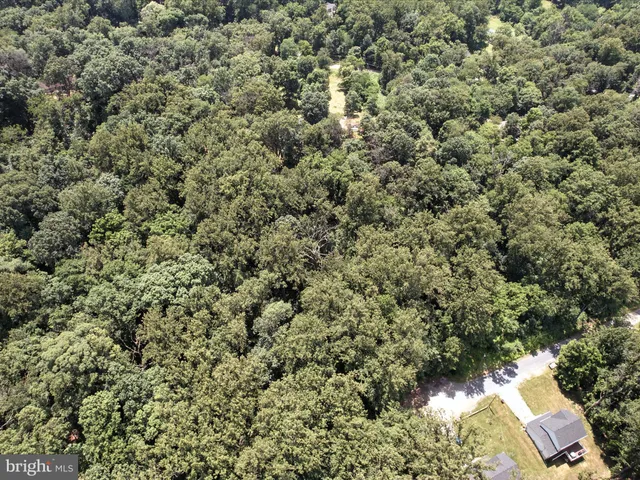 a view of a yard with plants and large trees