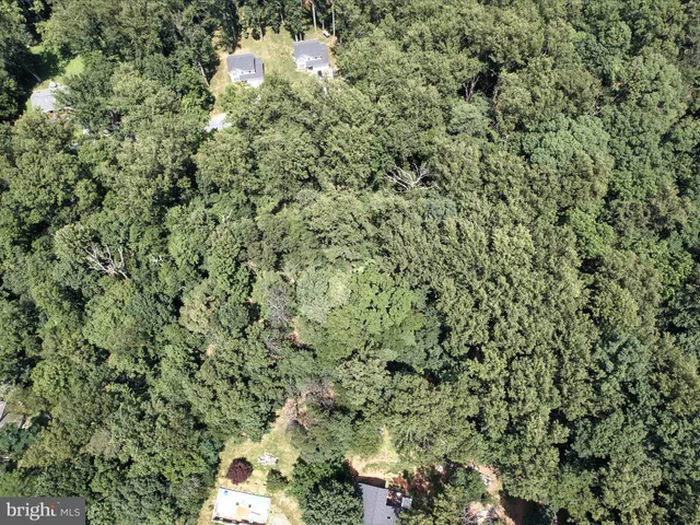 a view of a yard with plants and large trees