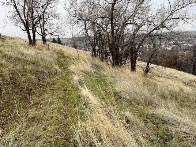 a view of a yard with a tree