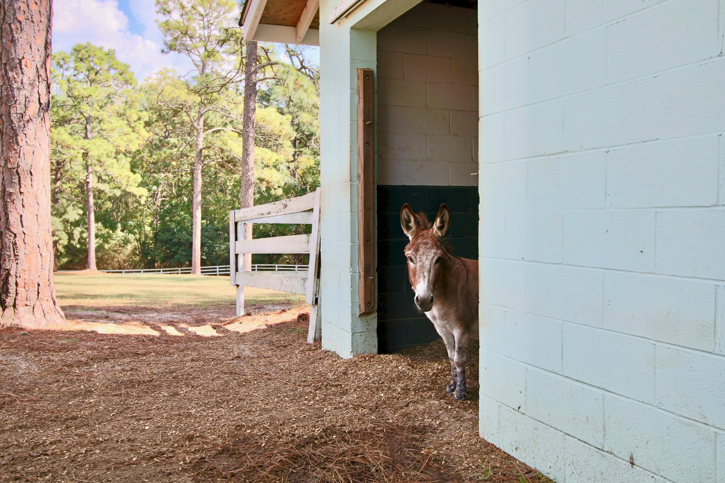 389 Old Mail Road Southern Pines, NC 28387 - Photo 49 of 54 Clover does not convey