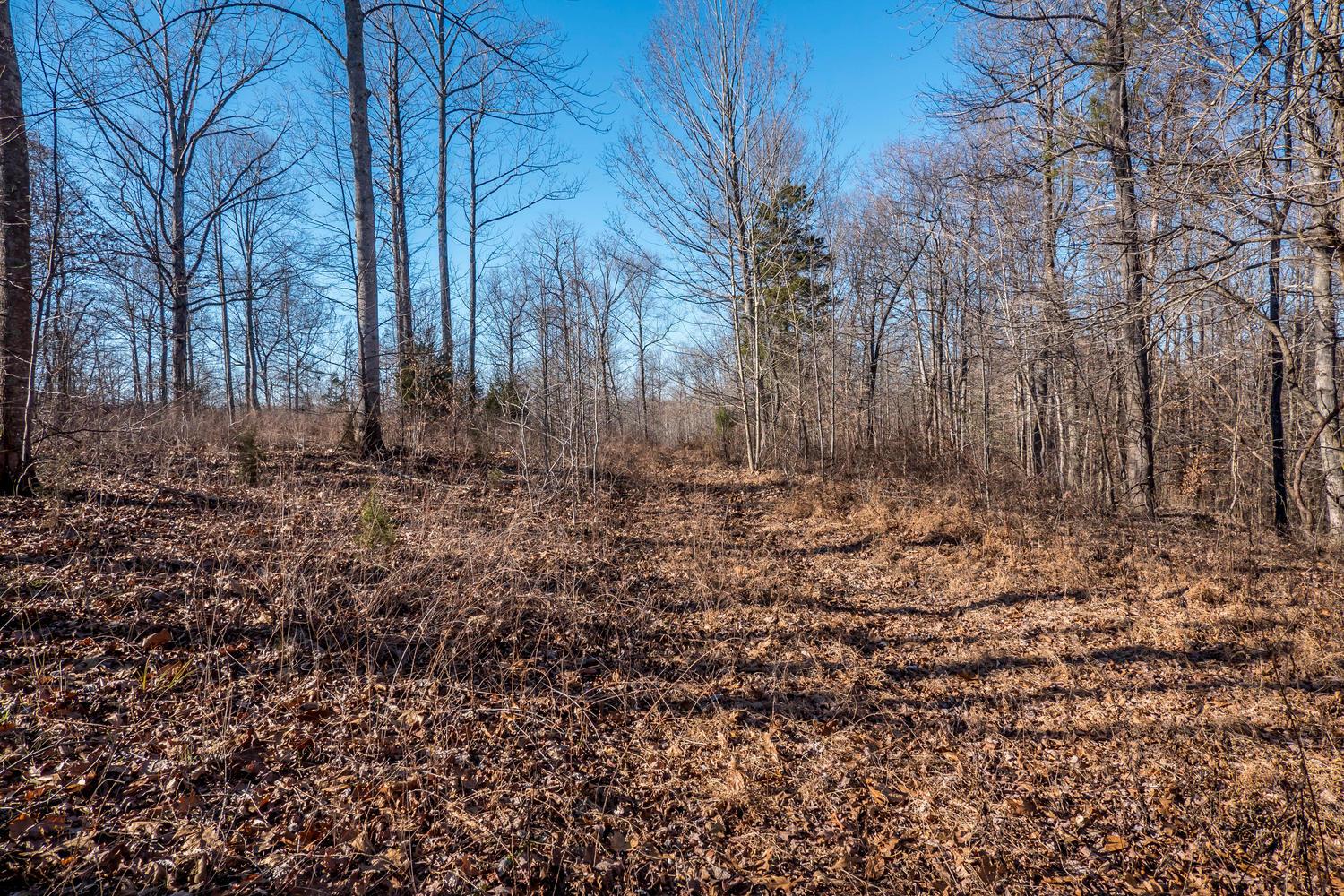 3862 Chestnut Ridge Road Santa Fe, TN 38482 - Photo 15 of 15 a view of backyard with trees