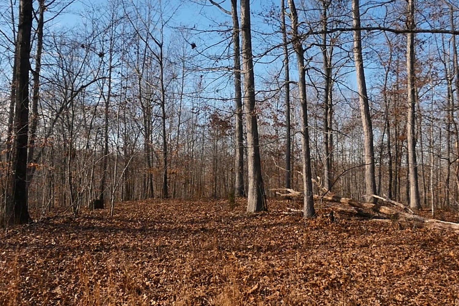 3862 Chestnut Ridge Road Santa Fe, TN 38482 - Photo 6 of 15 a view of outdoor space with lots of trees