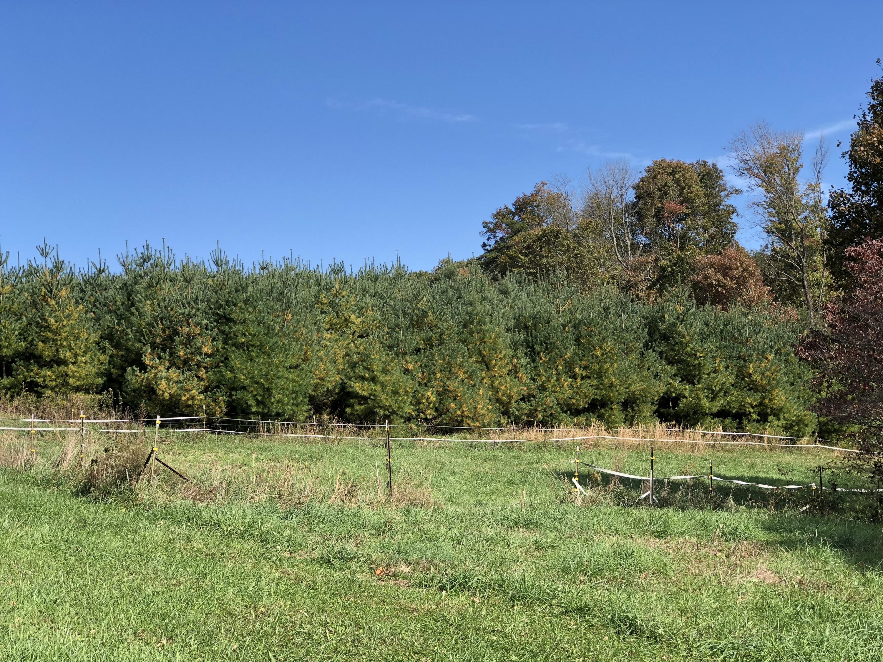 643 Shady Grove Road Northwest Willis, VA 24380 - Photo 29 of 51 Shady Grove-33
