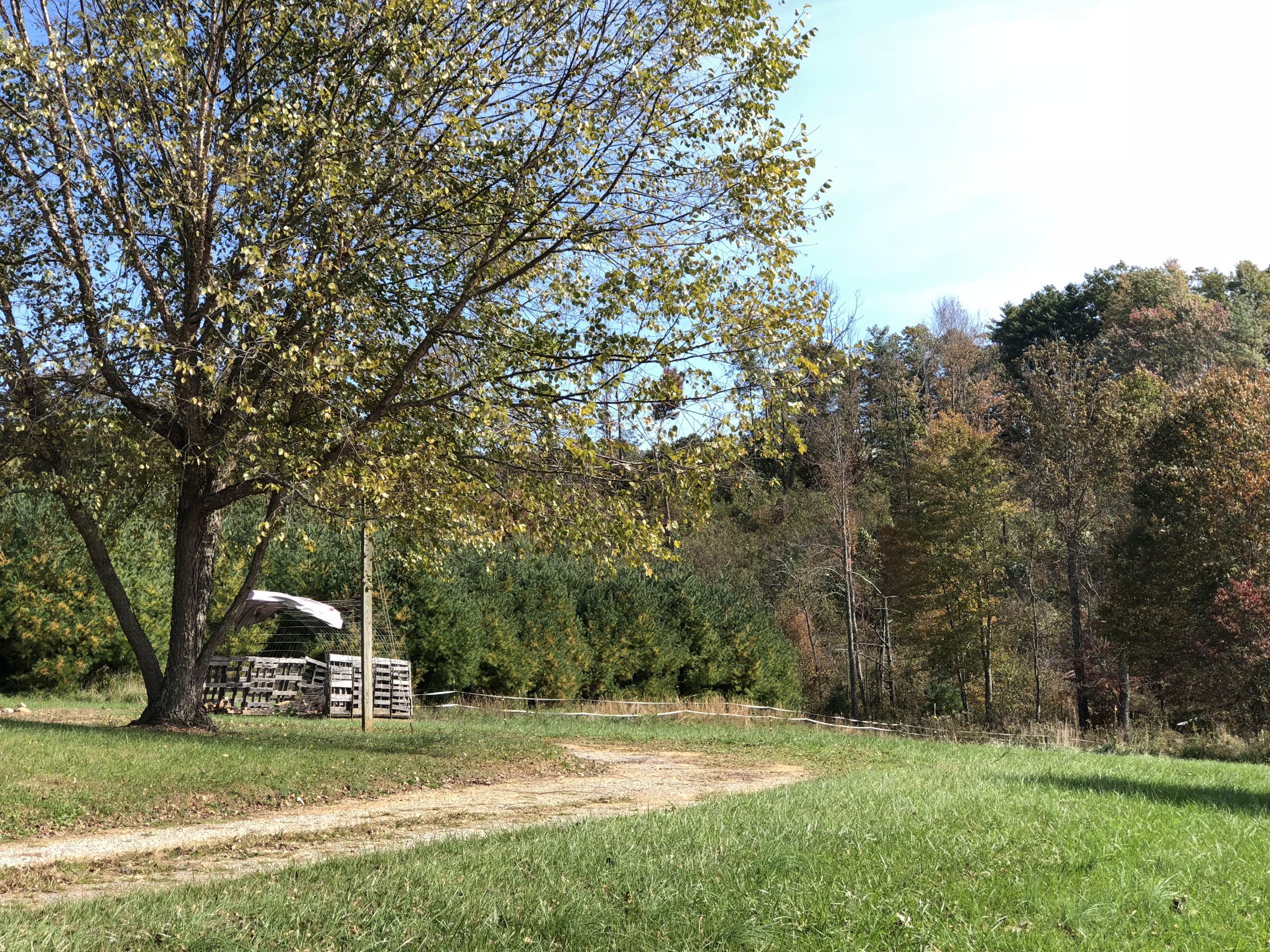 643 Shady Grove Road Northwest Willis, VA 24380 - Photo 10 of 51 Shady Grove-12