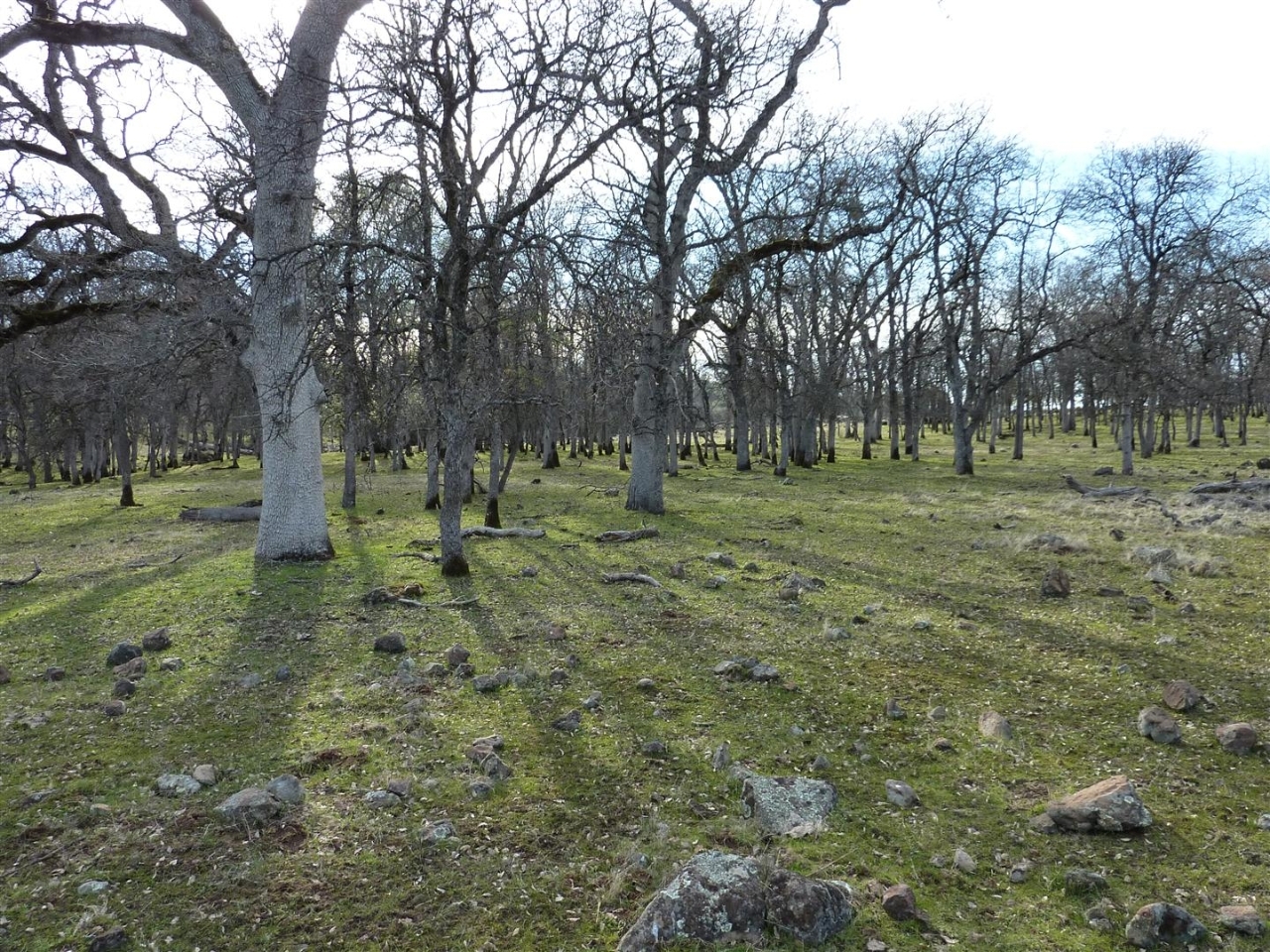 40-acres Campo Dios Road Shingletown, CA 96088 - Photo 17 of 19 P1000137
