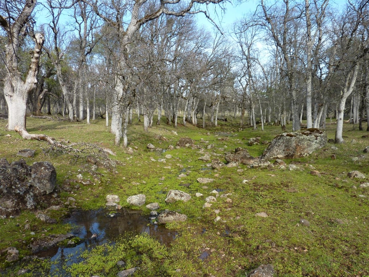40-acres Campo Dios Road Shingletown, CA 96088 - Photo 8 of 19 P1000116