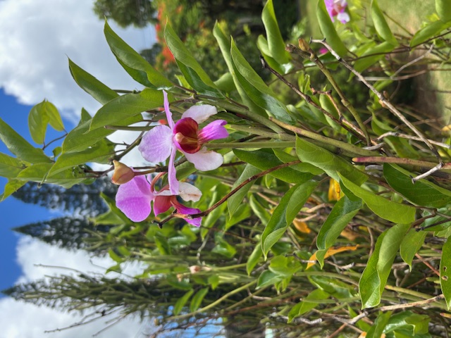 4069 Koloa Road Koloa, HI 96756 - Photo 18 of 23 a view of a yard