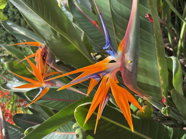 4069 Koloa Road Koloa, HI 96756 - Photo 19 of 23 a view of an outdoor space