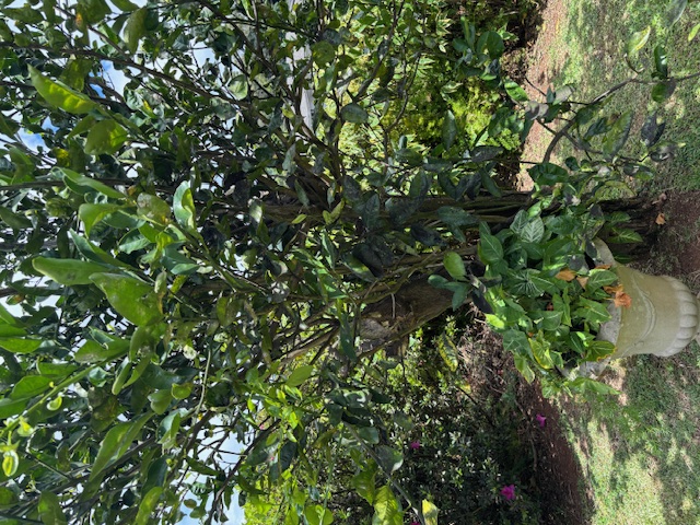 4069 Koloa Road Koloa, HI 96756 - Photo 20 of 23 a view of a plants in backyard