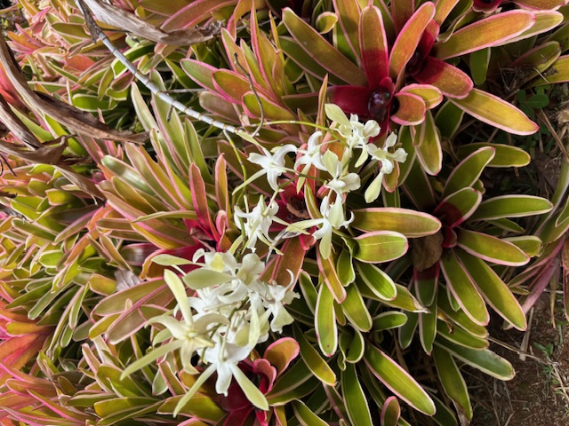 4069 Koloa Road Koloa, HI 96756 - Photo 23 of 23