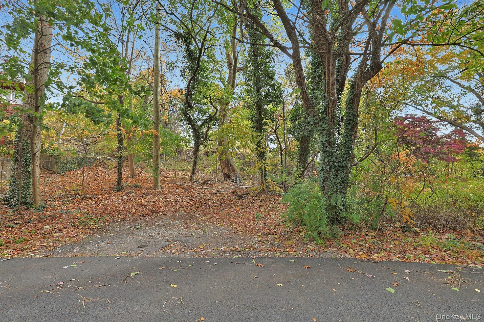 a view of a road with large trees